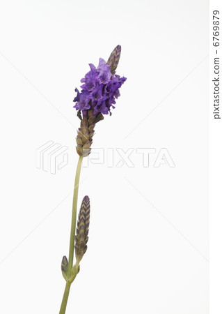 Blue purple petals are beautiful lace lavender Blue purple petals are beautiful lace lavender 6769879