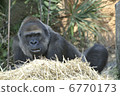 Gorilla's holiday ~ Sunday's father ~ 6770173