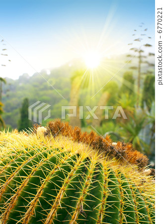 Cactus park Cactus park 6770221