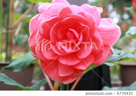 Begonia 6770435