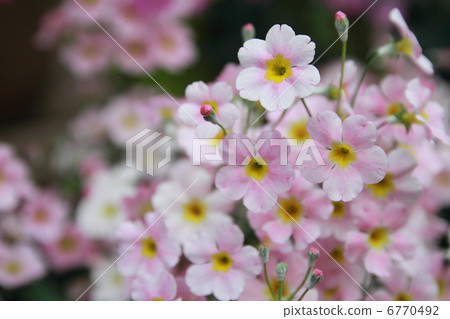 Primula Primula 6770492
