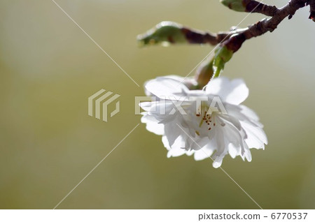 KANHIZAKURA KANHIZAKURA 6770537