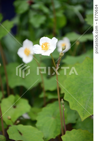 Shirayuki Gishi Shirayuki Gishi 6770684