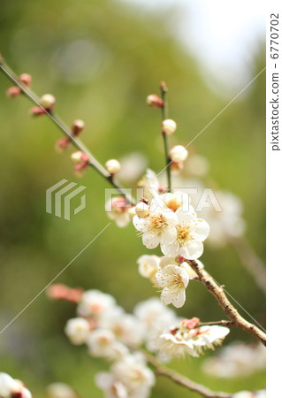 早春白梅 早春白梅 6770702