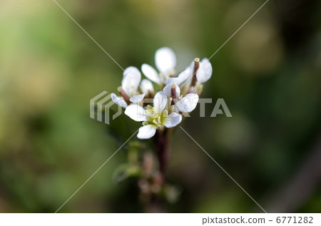 Michi Tanetsuketebana（路種浸泡花） 6771282