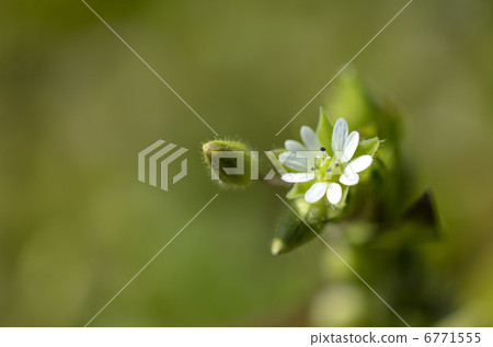 Flower of Kokhakobe (Small Shigeru) 6771555