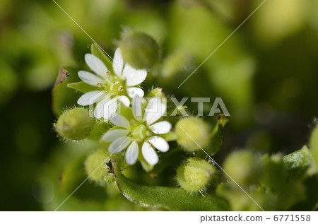 Flower of Kokhakobe (Small Shigeru) 6771558