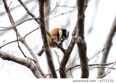 Yamagara eating tree nuts 6771570