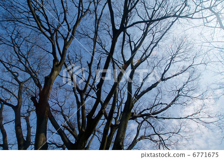 光禿禿的樹8 6771675