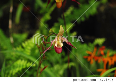 Flag Mipedium 6771693