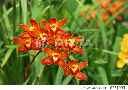 蘭花 6771695