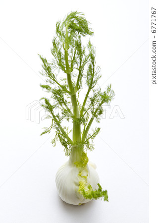 Fennel 6771767