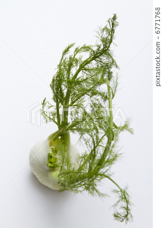 Fennel 6771768