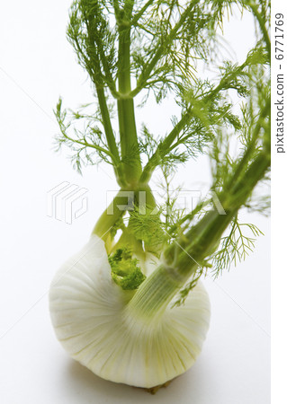 Fennel 6771769