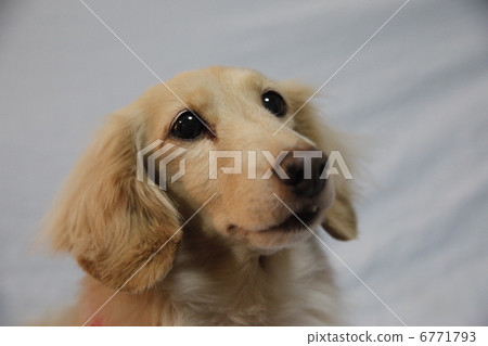 狗狗 狗狗 6771793