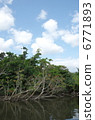 Mangrove 1 of Nakagawa River 6771893