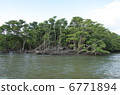 Mangrove 2 of Nakagawa River 6771894