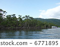Mangrove 3 of Nakagawa River 6771895