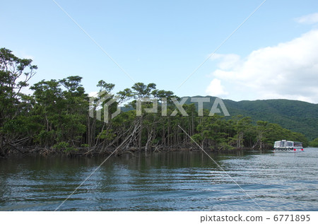 Nakagawa River的紅樹林3 Nakagawa River的紅樹林3 6771895