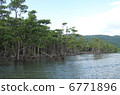 Mangrove 4 of Nakagawa River 6771896