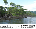 Mangrove 5 of Nakagawa River 6771897