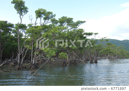 Nakagawa河的紅樹林5 Nakagawa河的紅樹林5 6771897