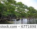 Mangrove 6 of Nakagawa River 6771898