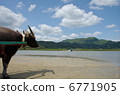 Water buffalo 2 on Yuku Island 6771905
