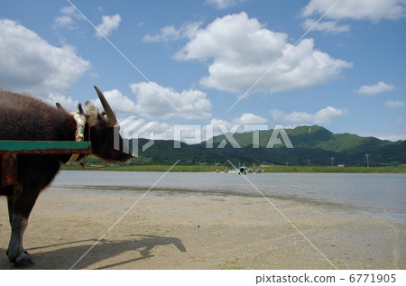 Water buffalo 2 on Yuku Island Water buffalo 2 on Yuku Island 6771905