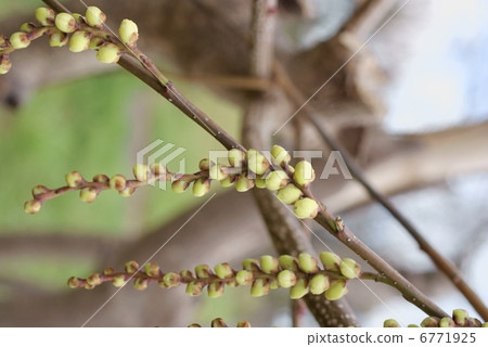 Starchyurus praecox Starchyurus praecox 6771925