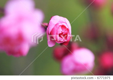 梅花 梅花 6771975