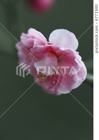 梅花 梅花 6771980