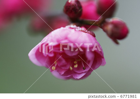 Plum blossom Plum blossom 6771981