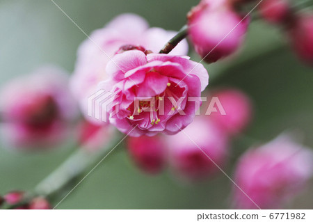Plum blossom Plum blossom 6771982