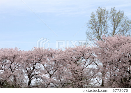 櫻花 櫻花 6772070