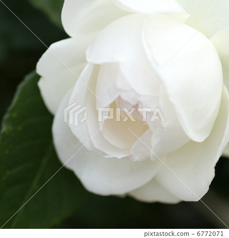 波萊羅 波萊羅 6772071
