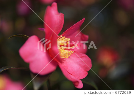 茶梅 茶梅 6772089