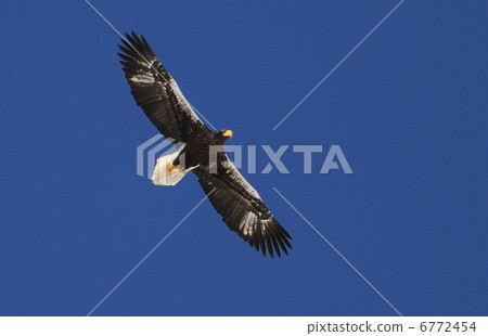 St. Pear St. Pear 6772454