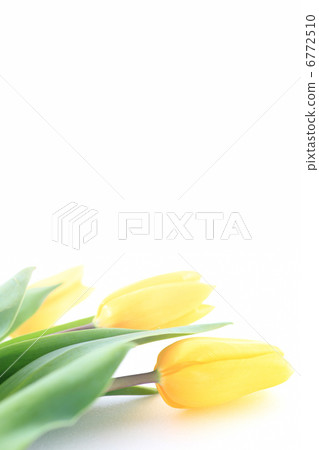 黃色鬱金香 黃色鬱金香 6772510