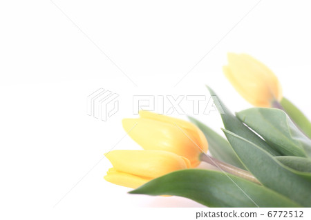 黃色鬱金香 6772512
