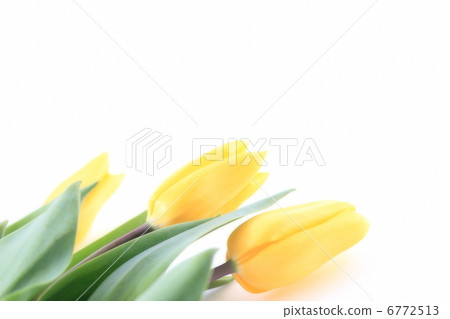 Yellow tulips 6772513