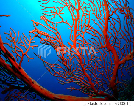 Isobana山羊水下的沖繩島Kerama群島Kerama群島 6780611