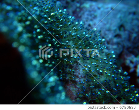 Egg anemonefish ocean Okinawa Kerama islands Egg anemonefish ocean Okinawa Kerama islands 6780653