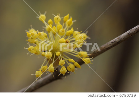 山茱萸 山茱萸 6780729