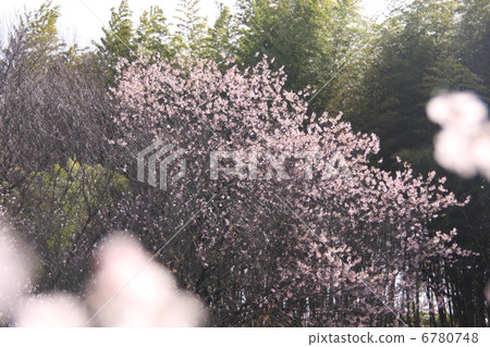 Sakura Higashi 6780748