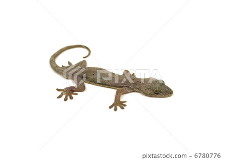Gecko 6780776