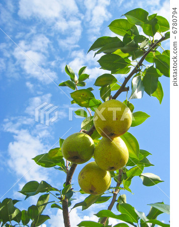 Pear tree against blue sky 6780794