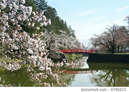 Cherry blossoms at Matsuga Park Cherry blossoms at Matsuga Park 6780815