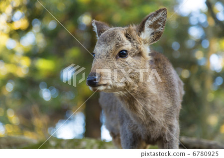 A fawn in Nara Park 6780925