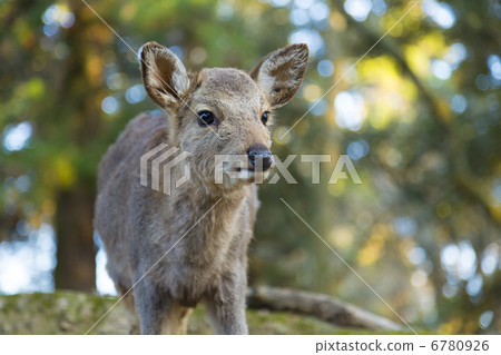 A fawn in Nara Park A fawn in Nara Park 6780926